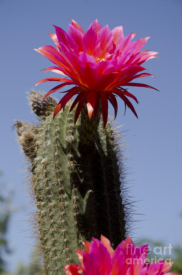 Pink cactus flower #9 Photograph by Jim And Emily Bush