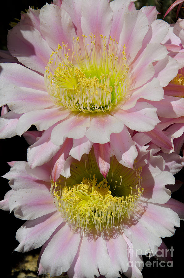 Flowers Still Life Photograph - Pink cactus flowers #9 by Jim And Emily Bush