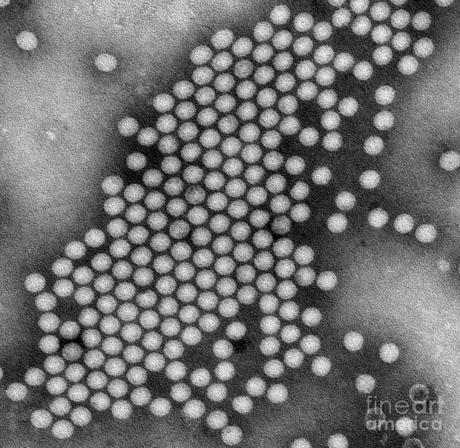 Poliovirus, Tem #9 Photograph by Science Source
