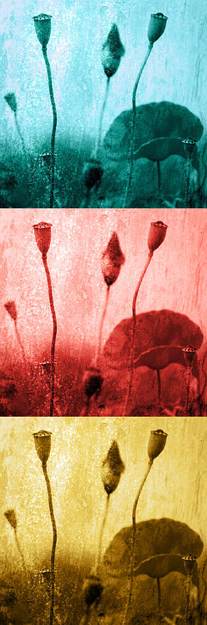 Mohn Photograph - Poppy Art Image by Falko Follert Mohn Photograph - Poppy Art Image by Falko Follert