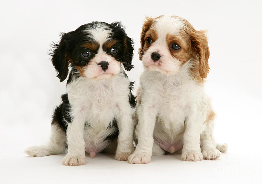 Puppies Photograph by Jane Burton - Fine Art America