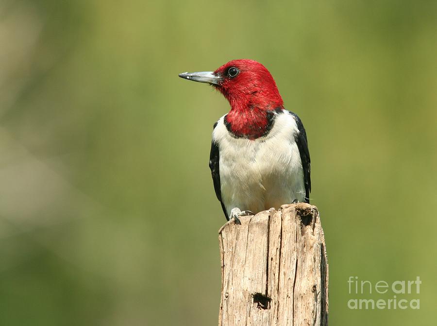 Red-headed Woodpecker #9 Photograph by Jack R Brock