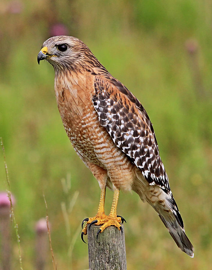 Red Shouldered Hawk Photograph by Ira Runyan - Fine Art America