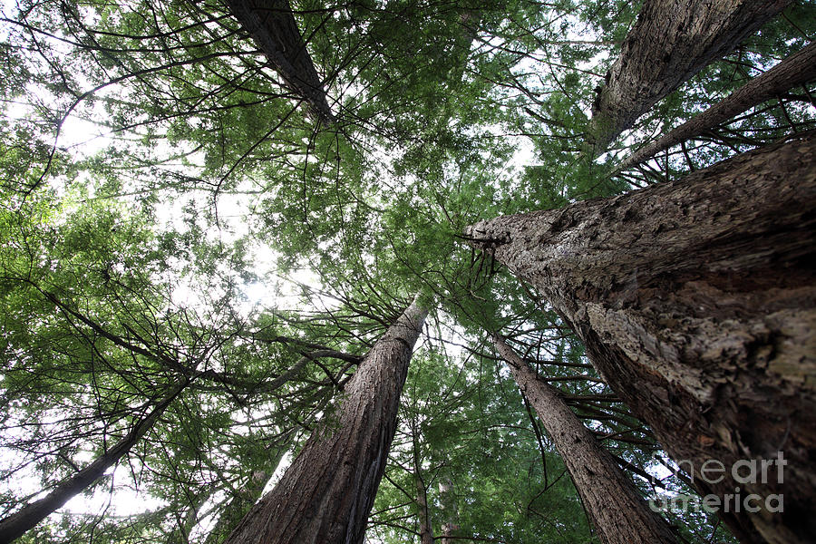 Redwoods Sequoia Sempervirens #9  by Ted Kinsman