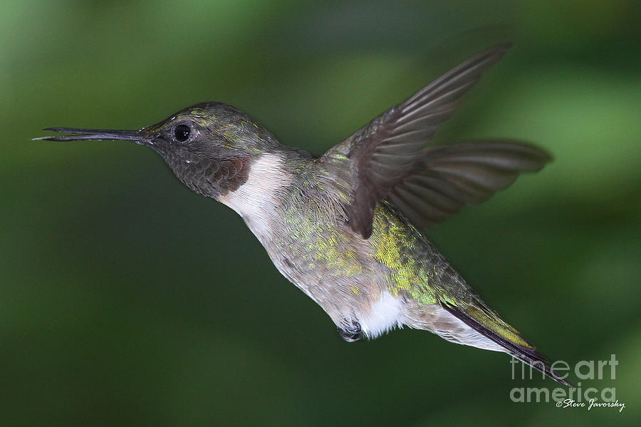 Ruby Throated Hummingbird #9 Photograph by Steve Javorsky