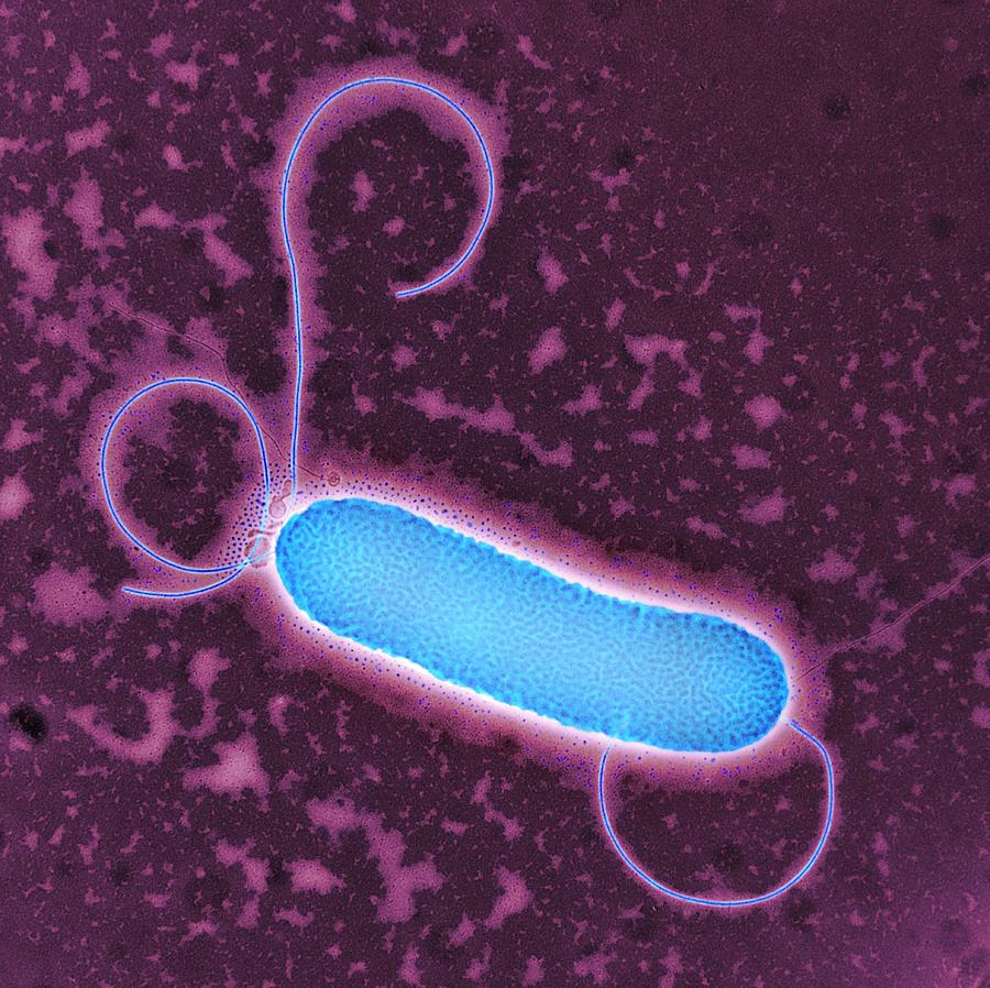 s maltophilia bacteria        
        <figure class=