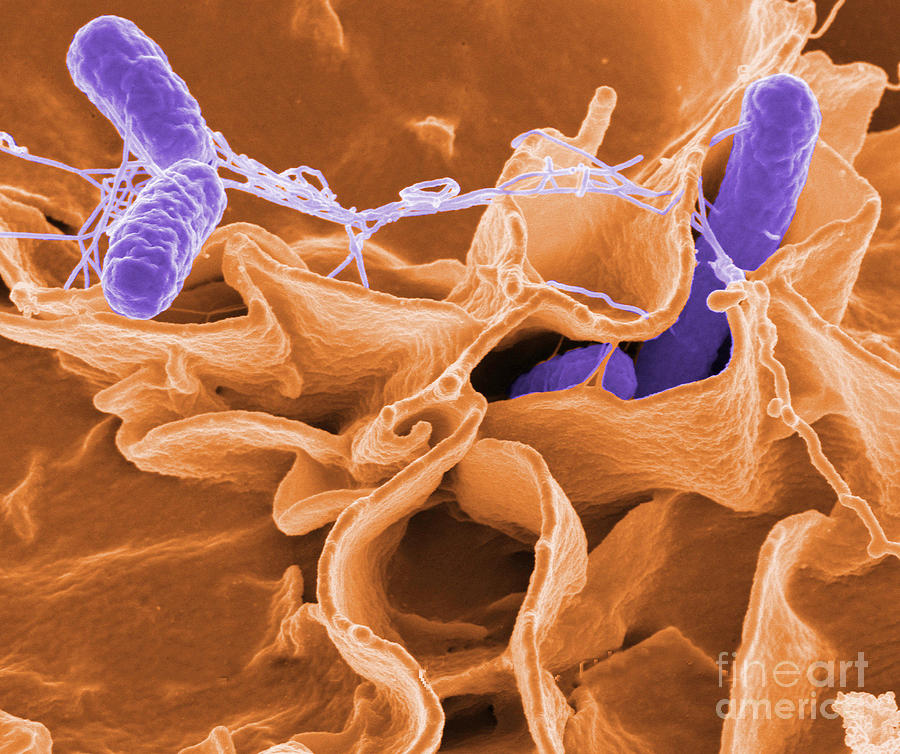 Salmonella Bacteria #11 Photograph by Science Source