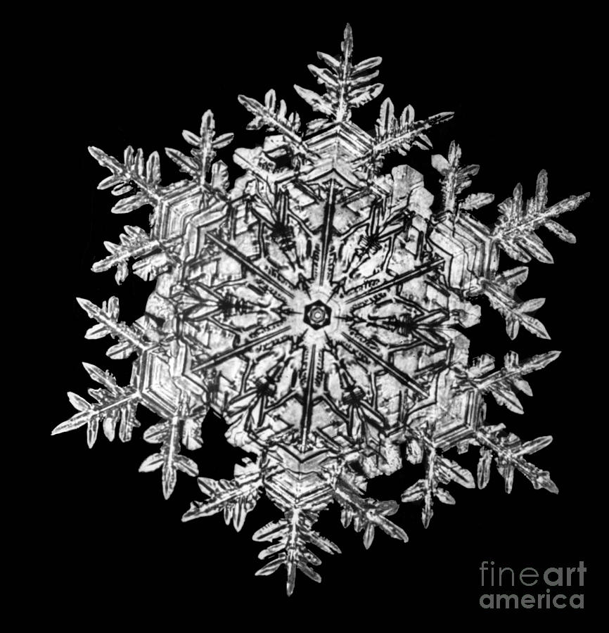 Snowflake Photograph - Snowflake #38 by Science Source