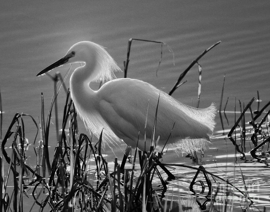 Snowy Egret #10 Photograph by Dennis Hammer