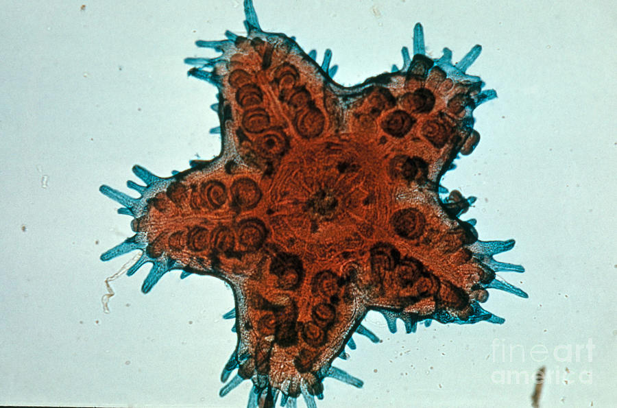 Starfish Photograph - Starfish Embryo #9 by Science Source