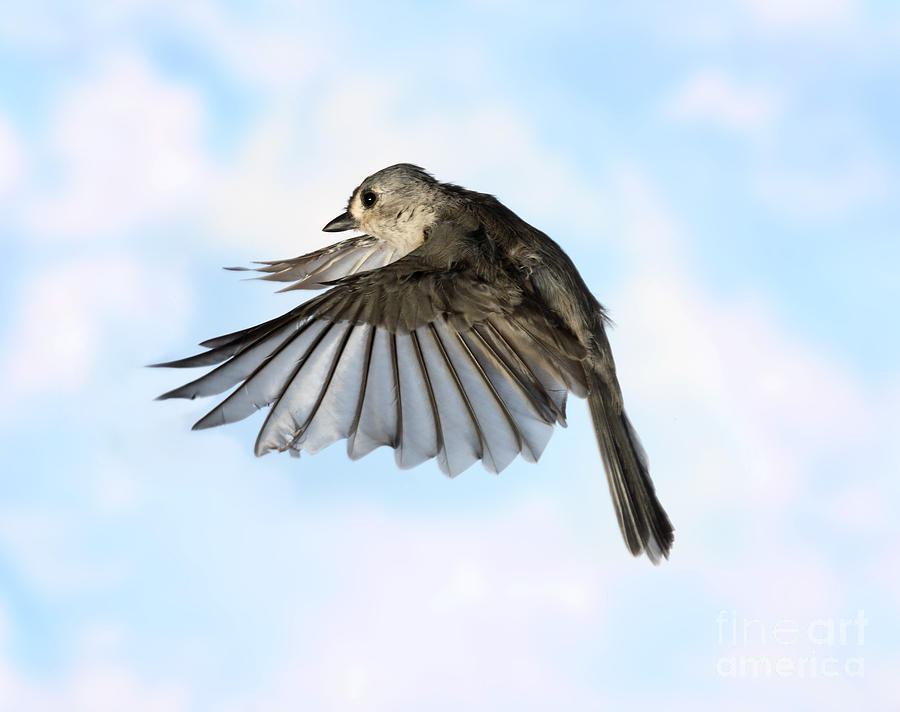 Titmouse Photograph - Tufted Titmouse In Flight #9 by Ted Kinsman