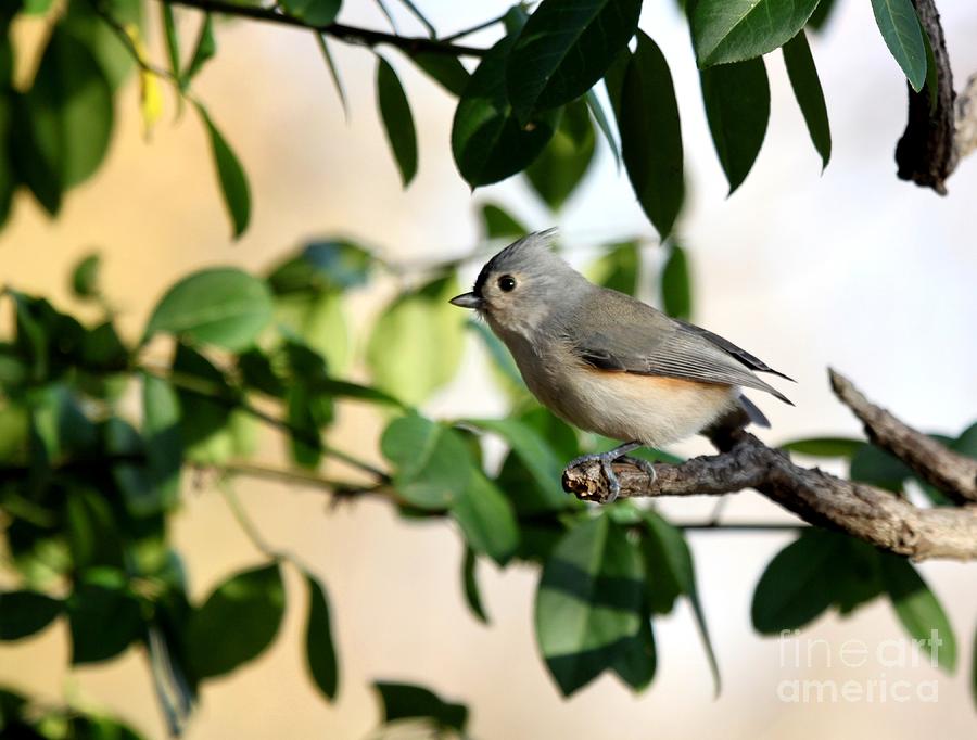 Tufted Titmouse #9 Photograph by Jack R Brock
