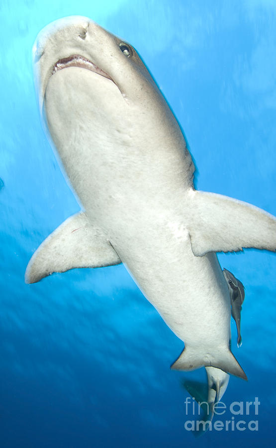 Whitetip Reef Shark, Kimbe Bay, Papua #9 Photograph by Steve Jones