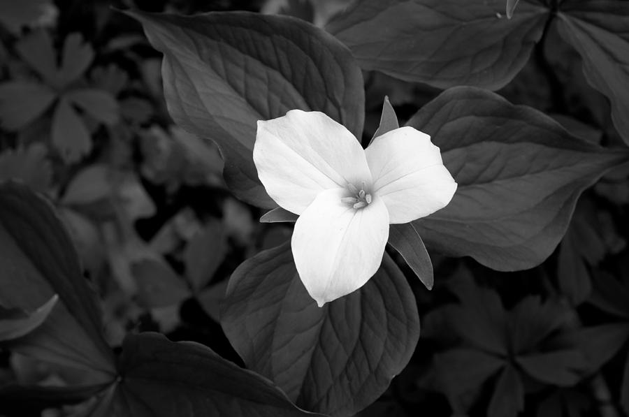Flower Photograph - Wild Trillium #9 by The Trillium Guy