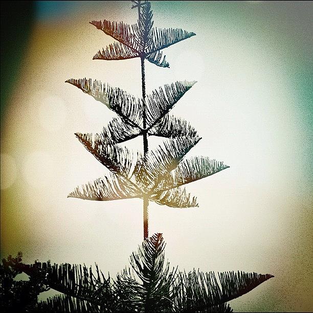 Tree Photograph - Instagram Photo #901343788670 by Debi Tenney
