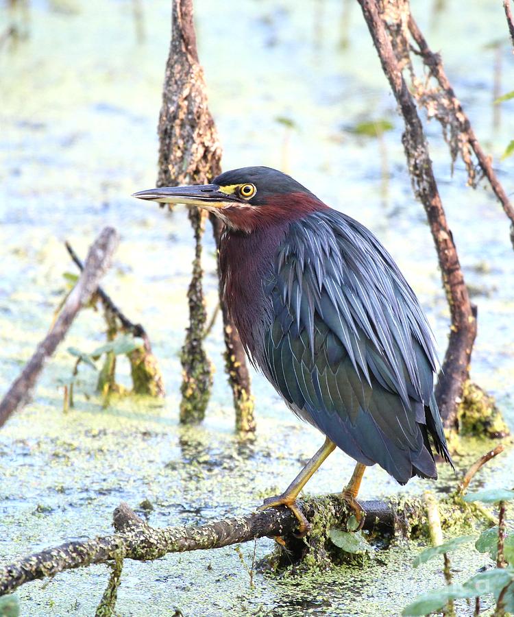 Green Heron #91 Photograph by Jack R Brock - Fine Art America