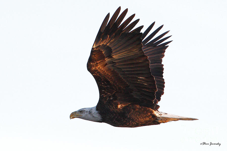Bald Eagle #97 Photograph by Steve Javorsky