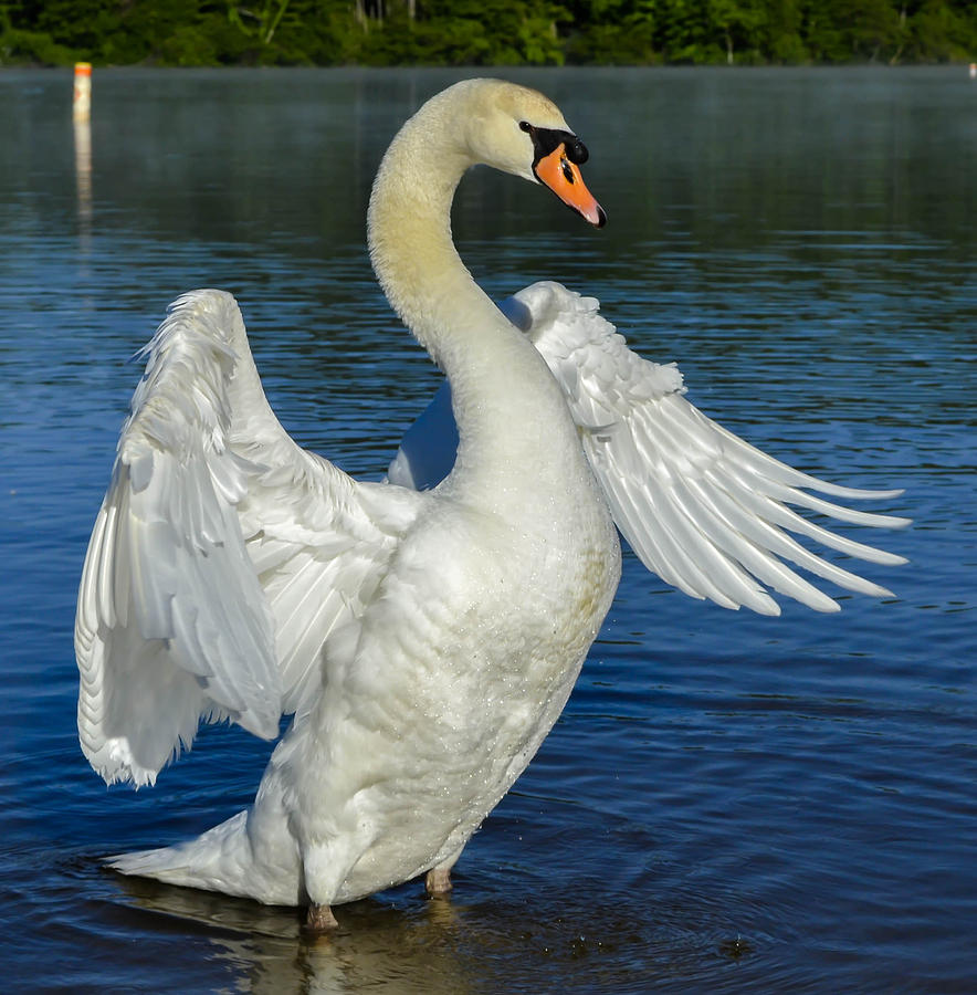 Mute Swan #97 Photograph by Brian Stevens