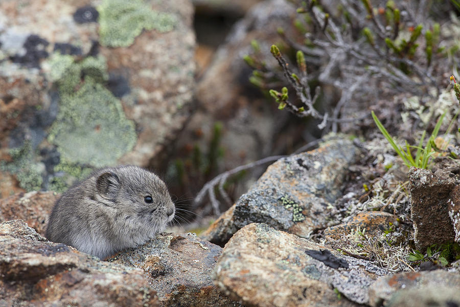 Denali National Park Photograph - A Baby Collared Pika by Tim Grams
