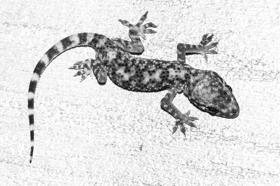 A Baby Lizard - Mediterranean Gecko In Black And White Photograph