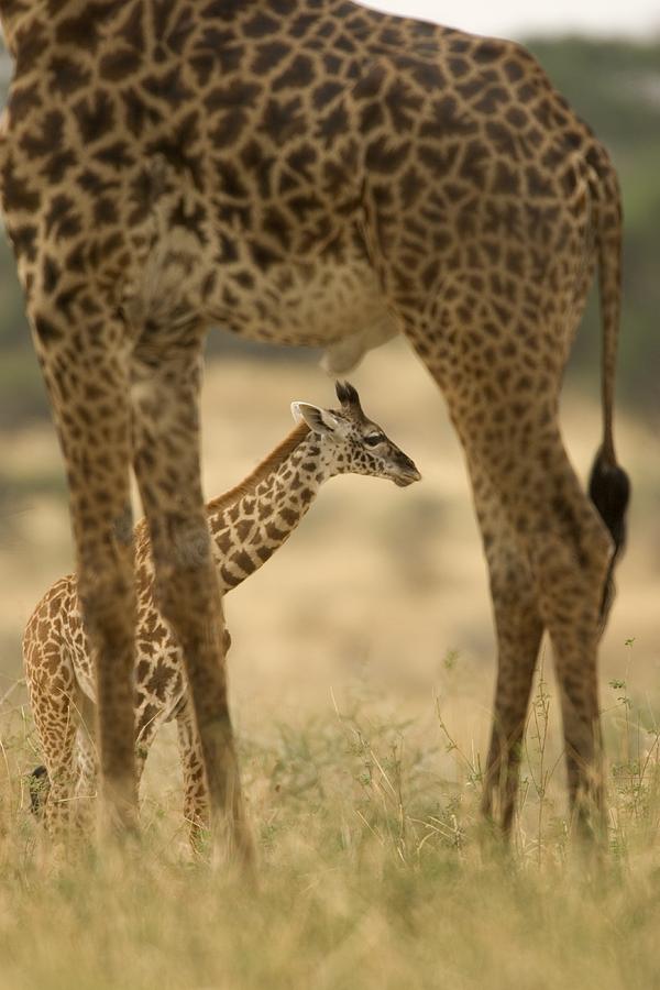 A Baby Masai Giraffe Framed By An Photograph By Roy Toft