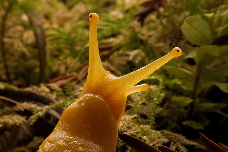 A Banana Slug In Prairie Creek Redwoods Photograph by Michael Nichols