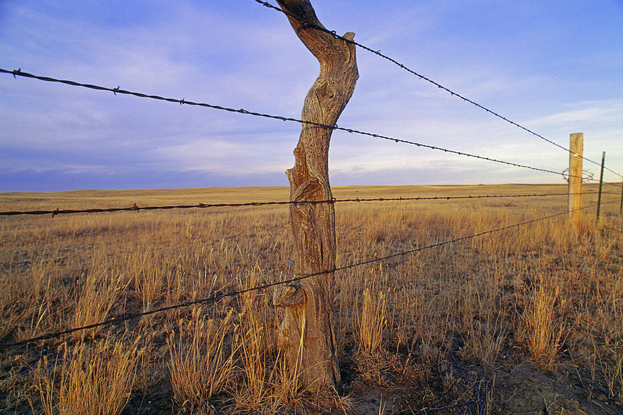 A Barbed Wire Fence Stretches Photograph by Gordon Wiltsie