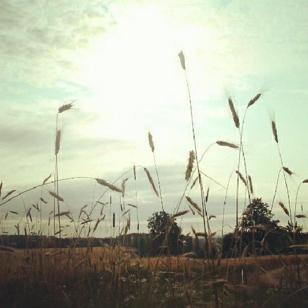 Summer Photograph - A barley field by Linandara Linandara