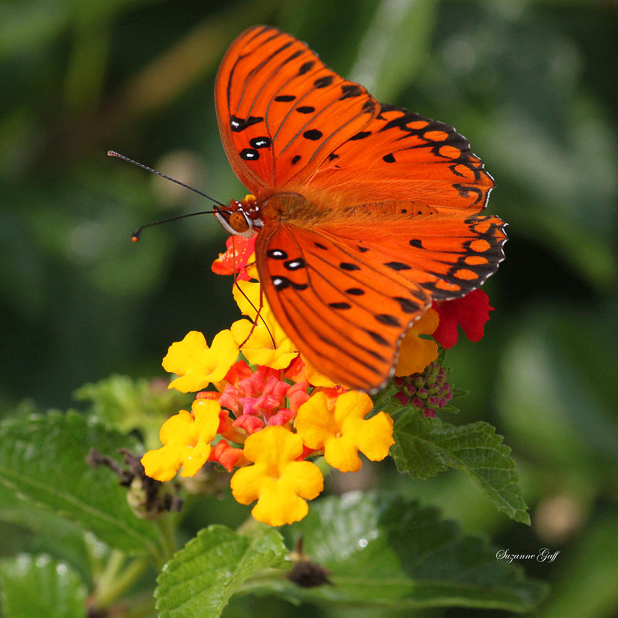 A Beautiful Butterfly Day Photograph by Suzanne Gaff