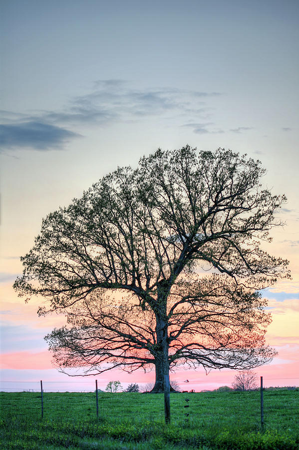 Tree Photograph - A beautiful evening by JC Findley