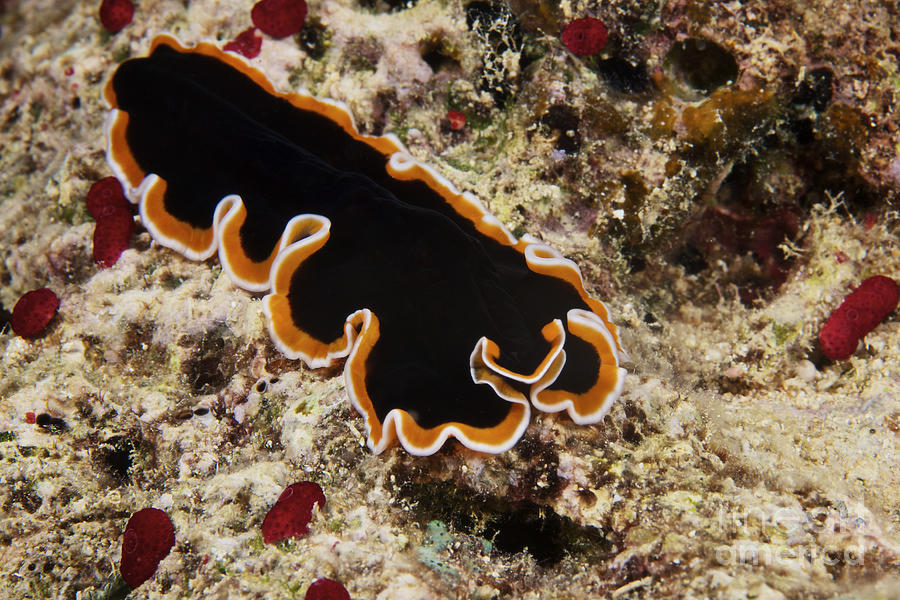 Wildlife Photograph - A Beautiful Flatworm Feeds On Algae by Terry Moore