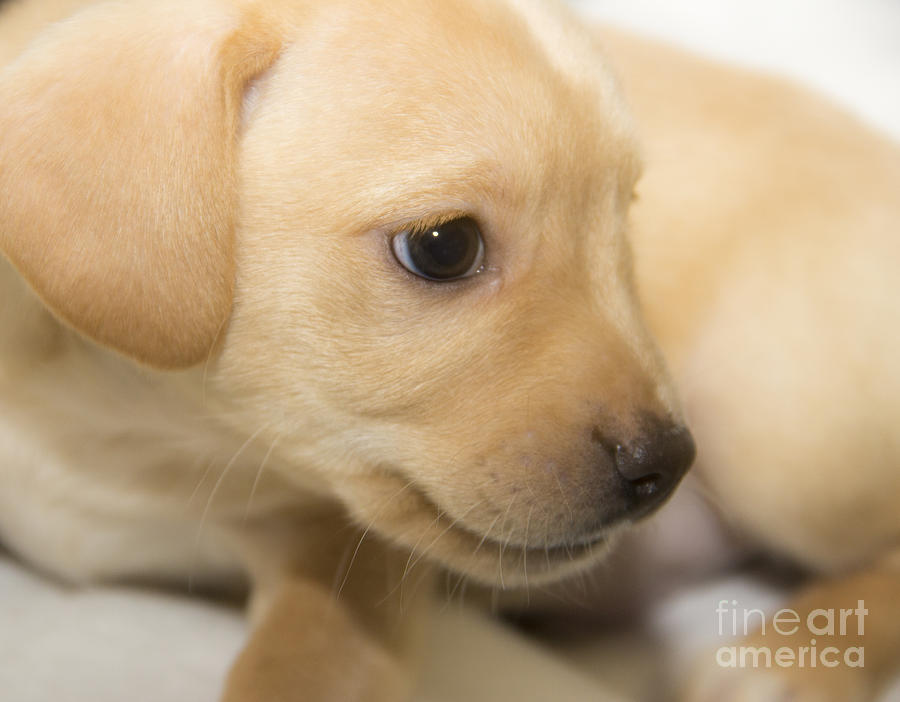 A beautiful golden puppy Photograph by Jeannette Hunt