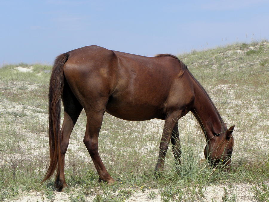 A Beautiful Mare grazing on the dunes Photograph by Kim Galluzzo