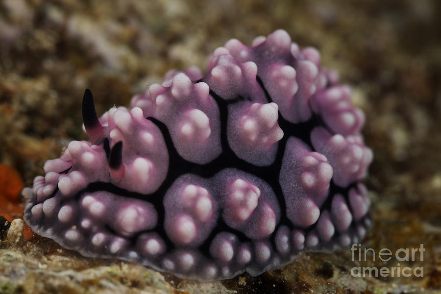 A Beautiful Nudibranch Feeds On Algae Photograph by Terry Moore