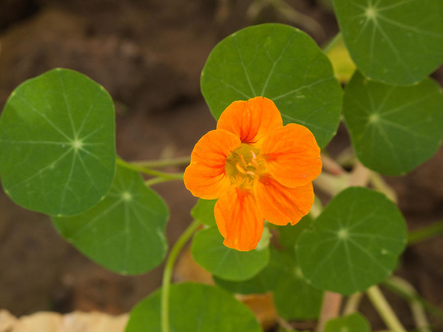 A beautiful orange trumpet shaped flower with green leaves Photograph by Ashish Agarwal