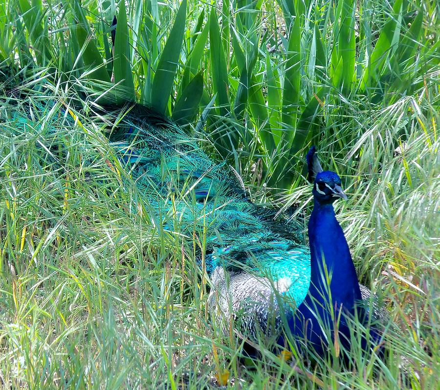 A Beautiful Peacock Photograph by Jan Moore