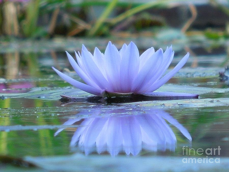 A Beautiful Water Lily Reflection Photograph by Chad and Stacey Hall