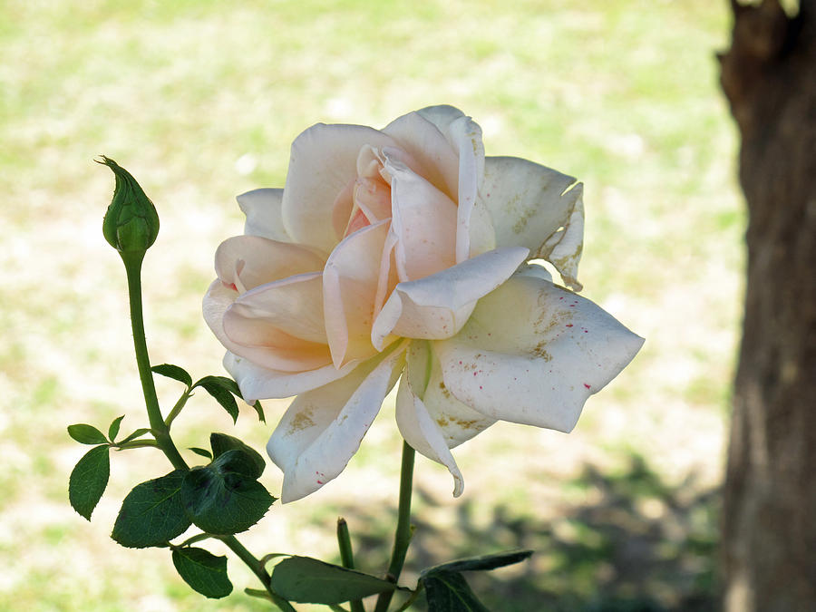 A beautiful white and light pink rose along with a bud Photograph by Ashish Agarwal