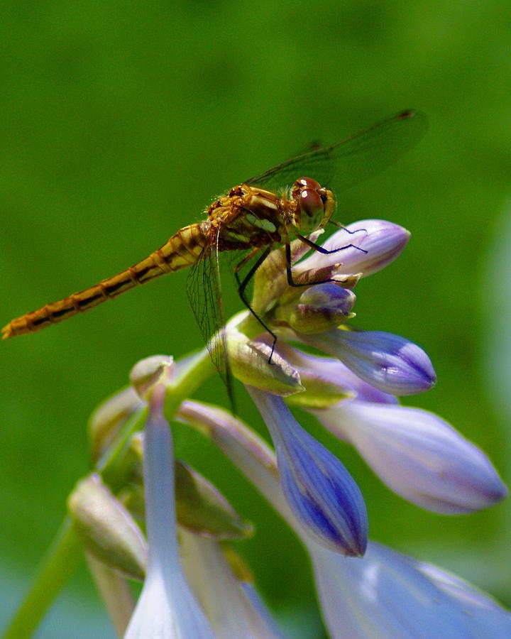 Dragonflies Photograph - A Beauty on a Beauty by Ben Upham III