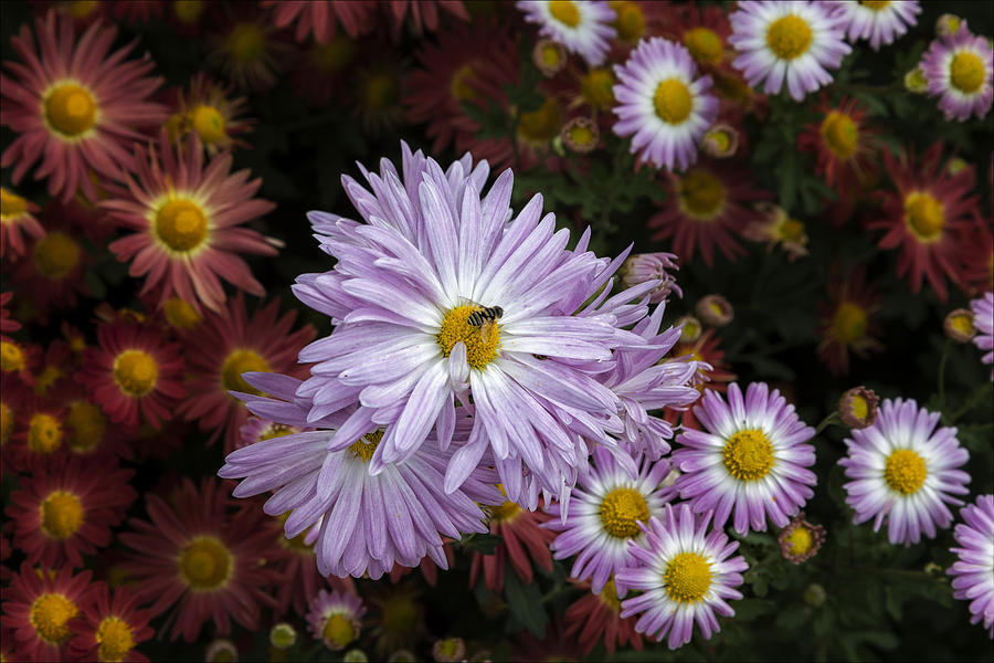 A Bee in the Garden Photograph by Robert Ullmann
