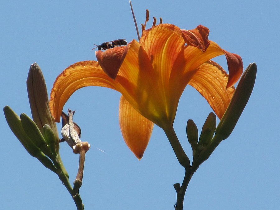 A Bee On The Day Lily Photograph by Alfred Ng