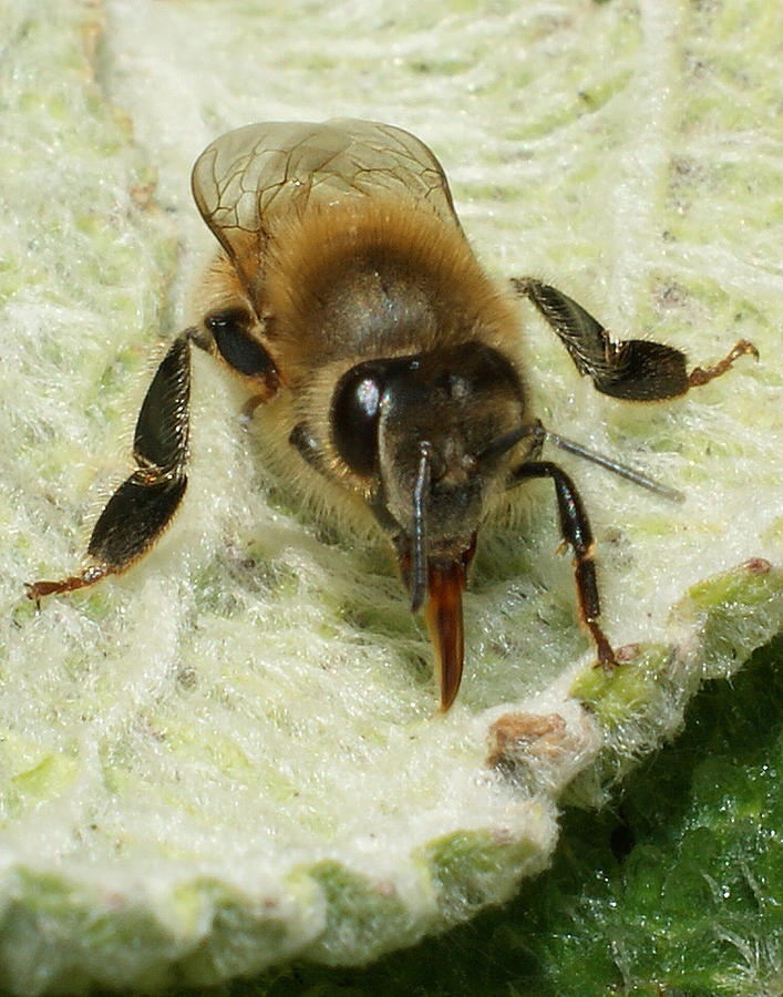 A Bee Upclose Photograph By Ernie Echols Fine Art America