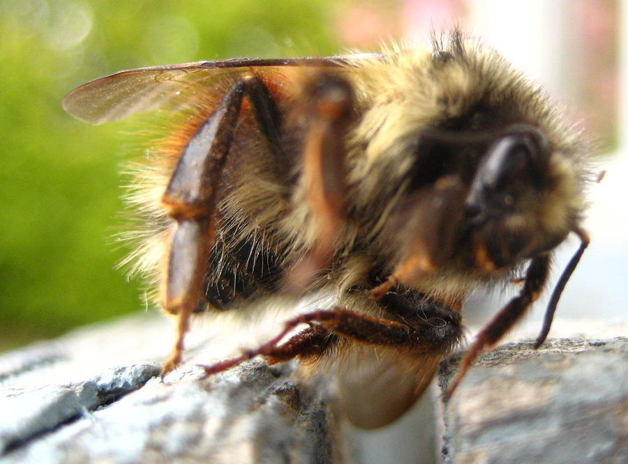 A Bee Photograph - A Beeeeeeeee by Shawn Hegan