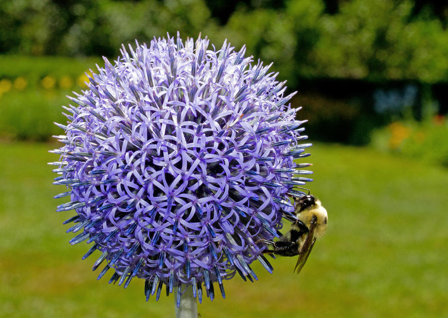 A bees world Photograph by David Freuthal