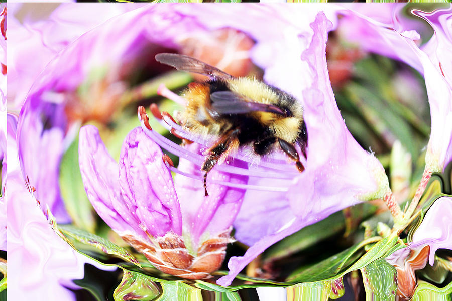 A Bees World Photograph by Marie Jamieson