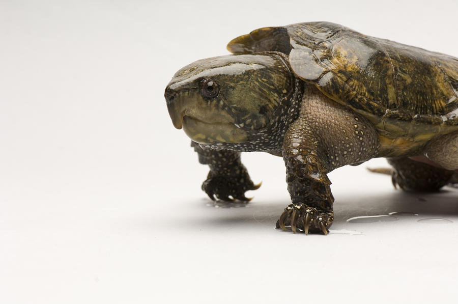 A Big-headed Turtle From Asia by Joel Sartore