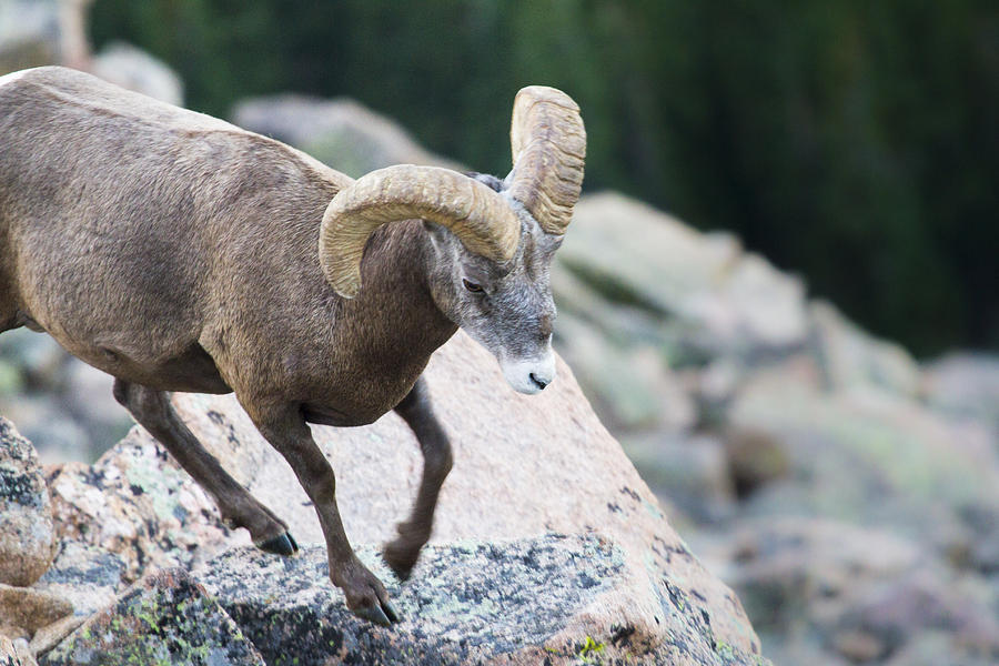 Rocky Mountain National Park Photograph - A bighorn sheep in the alpine tundra of Colorado Rockies by Ellie Teramoto
