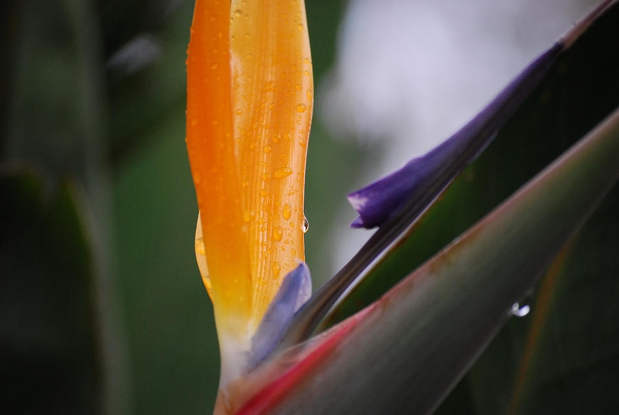 A Bird of Paradise I Photograph by Michelle Wrighton