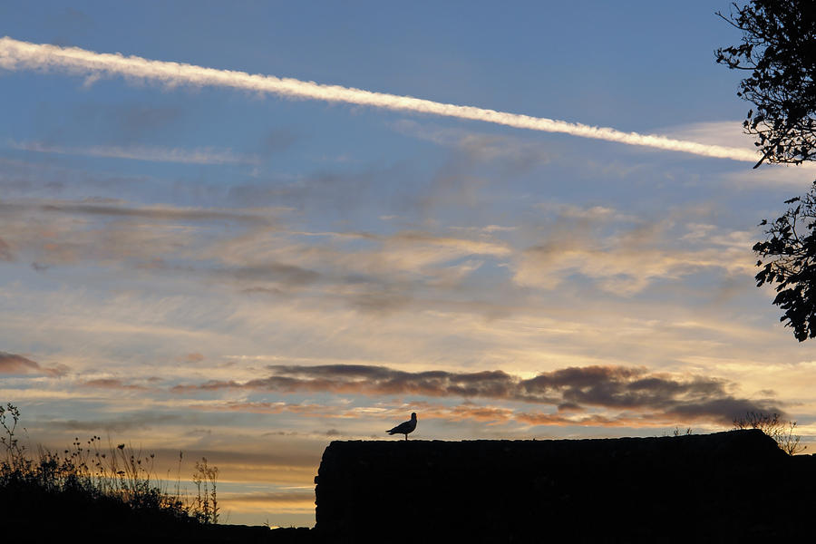 Castle Photograph - A bird outlined against the setting sky at Dover Castle by Ashish Agarwal