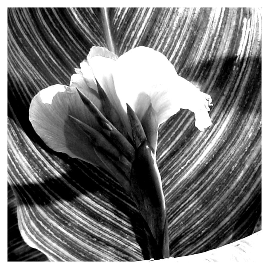 Abstract Photograph - A Black and white canna claw by Frank Wickham